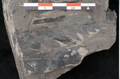Foto (Detailansicht) von Dictyophyllum obtusilobum Sch. (NHMW-GEO-2024-0188-10504)